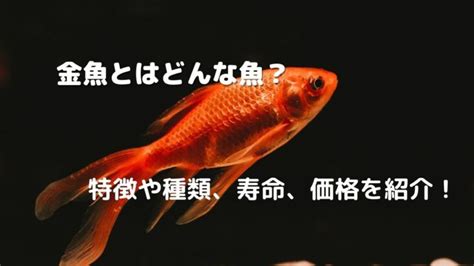 金色の金魚|金魚とはどんな魚？特徴や種類、寿命、価格を紹介！ │ ソルナ。